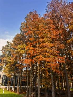  别挤市区！50 年水杉落雪院，私汤入户，暖锅微醺才是双旦该有的样子