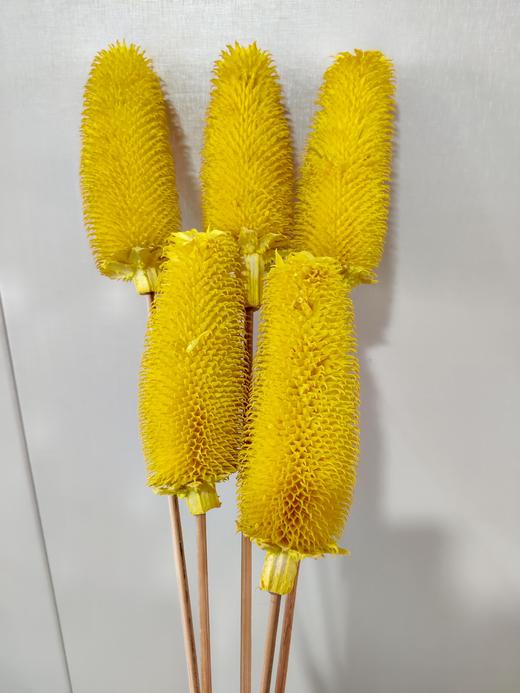 【干花】拉毛果 5枝 多色可选 商品图1