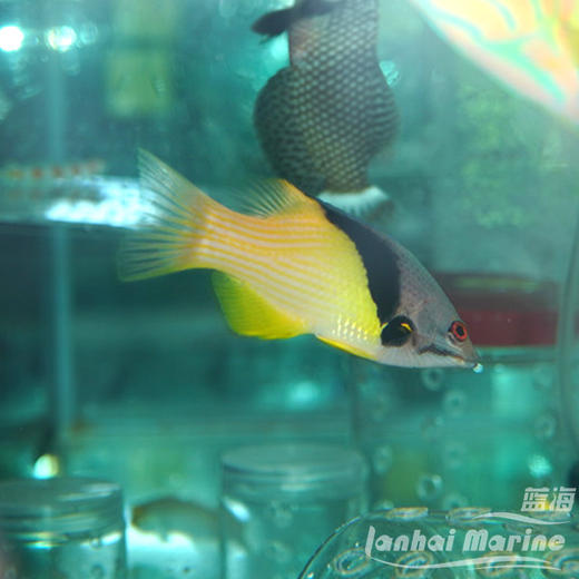 三色龙 商品图3