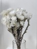 【干花】旱雪莲 白色 扎 商品缩略图1
