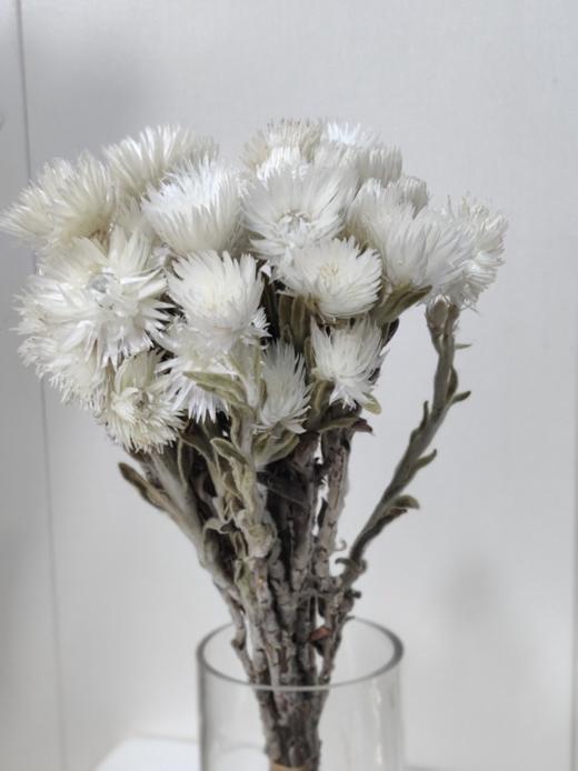 【干花】旱雪莲 白色 扎 商品图1