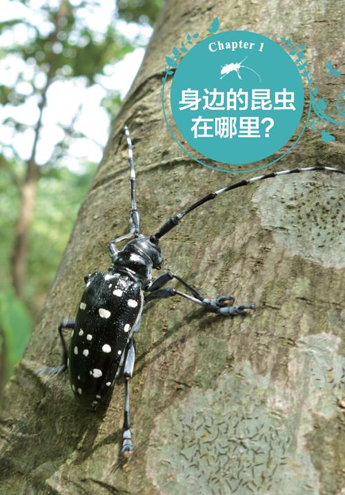 都市昆虫记(自然观察丛书) 商品图4