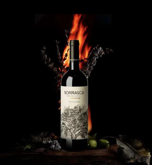 【海马刀】小橡树干红葡萄酒-西班牙原瓶原装进口-750mlx1支装 商品图0