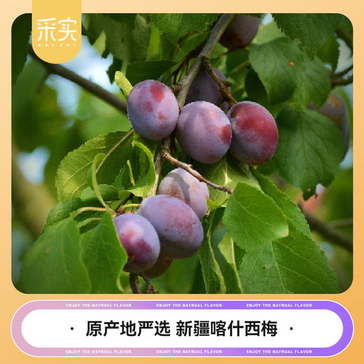 【25年新货】采实法兰西西梅干  精选新疆伽师西梅干 三蒸三晒 商品图1