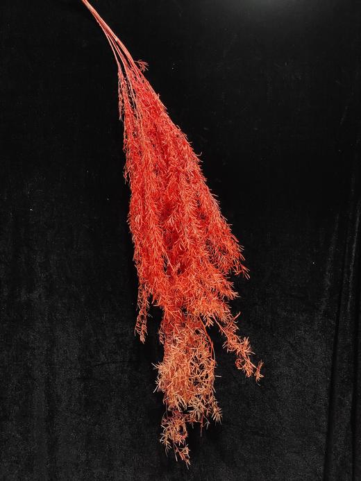 【干花】天冬 多色可选 商品图2