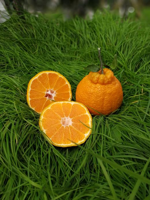 云南不知火丑橘 商品图1