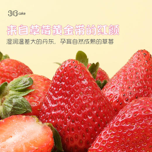 牛奶草莓大满足，可选1.5/2.5/3.5/6磅（s）okt 商品图4