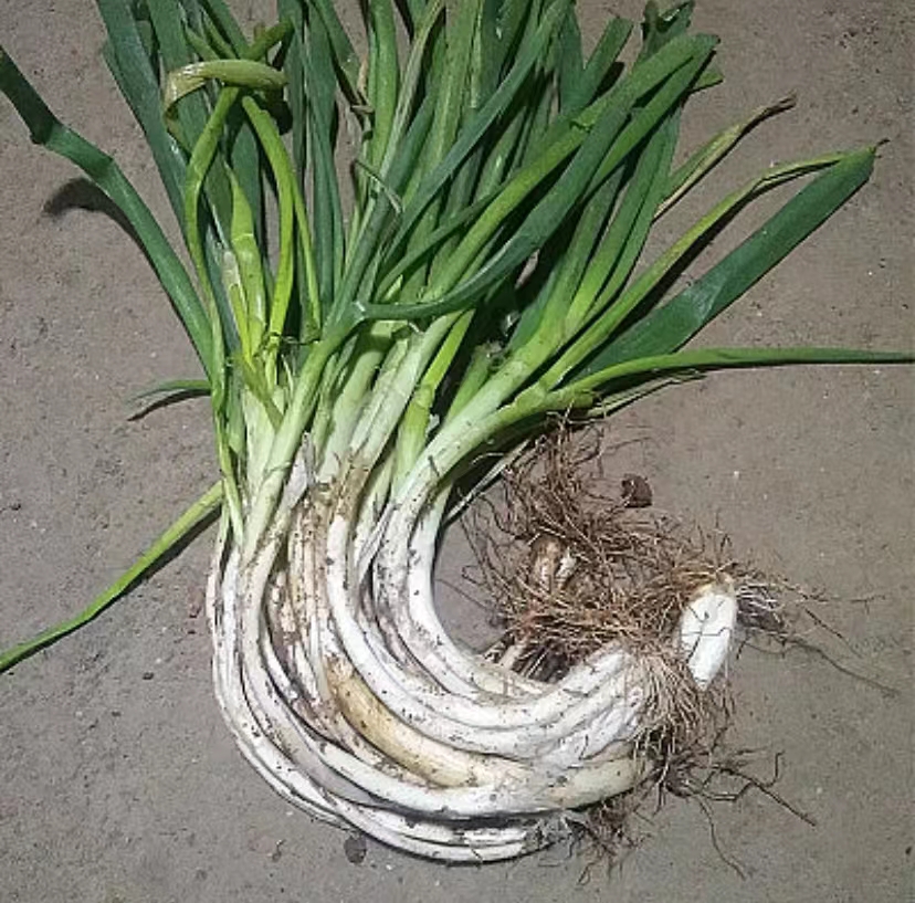 【生鲜预定】大弯葱