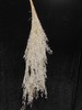 【干花】天冬 多色可选 商品缩略图0