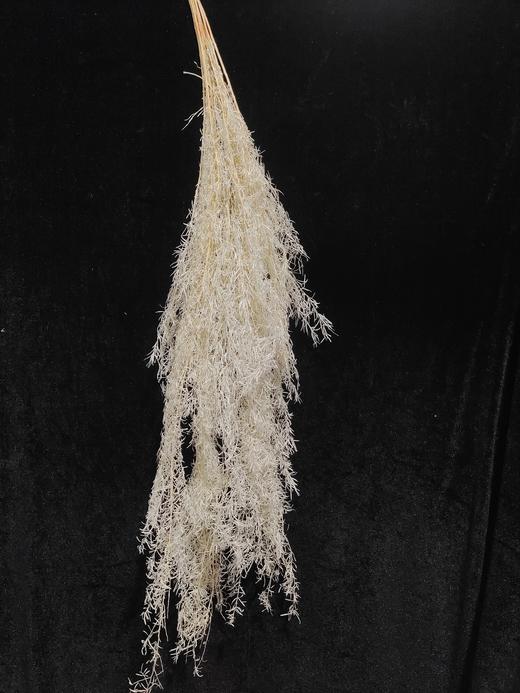 【干花】天冬 多色可选 商品图0