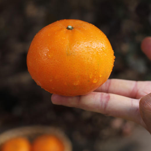 云南高原沃柑（也称虎柑）  蓝天白云 阳光明媚下的沃柑，甜蜜多汁，生态健康，让您放心品尝幸福的味道 商品图2