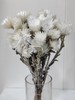 【干花】旱雪莲 白色 扎 商品缩略图0
