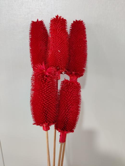 【干花】拉毛果 5枝 多色可选 商品图0