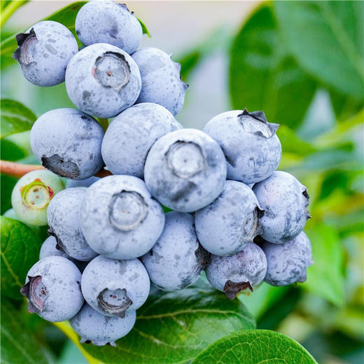 限量版怡颗莓新鲜采摘礼盒蓝莓125g*12盒 商品图3