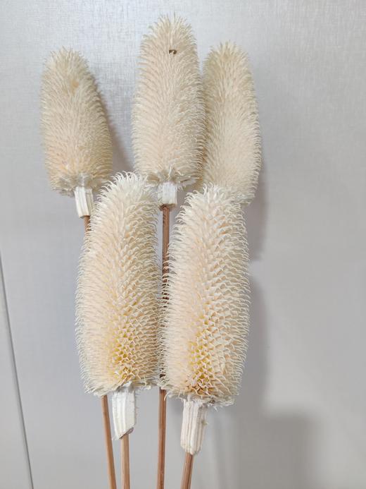 【干花】拉毛果 5枝 多色可选 商品图3