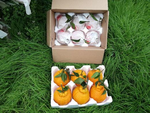 云南不知火丑橘 商品图3