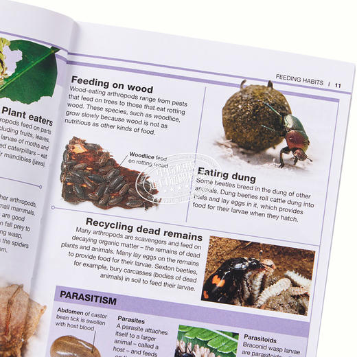 【中商原版】DK目击者口袋系列 昆虫	Pocket Eyewitness Insects	DK 英文原版 昆虫百科 商品图4