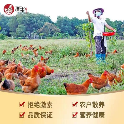 潭牛110天椰子鸡套餐（3-4人份） 商品图1