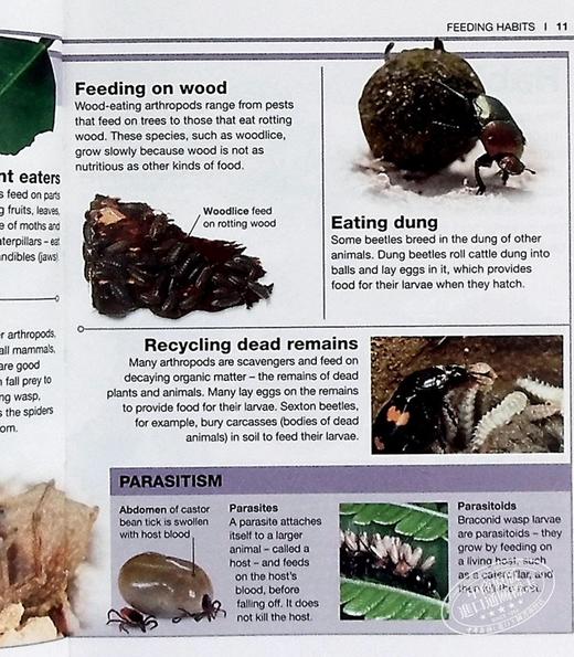 【中商原版】DK目击者口袋系列 昆虫	Pocket Eyewitness Insects	DK 英文原版 昆虫百科 商品图7