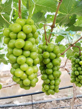 粒大无籽，甜度高！【阳光玫瑰青提】带有迷人玫瑰香气！~  当季新鲜水果 大颗粒整串葡萄 日本晴王品种 礼盒装