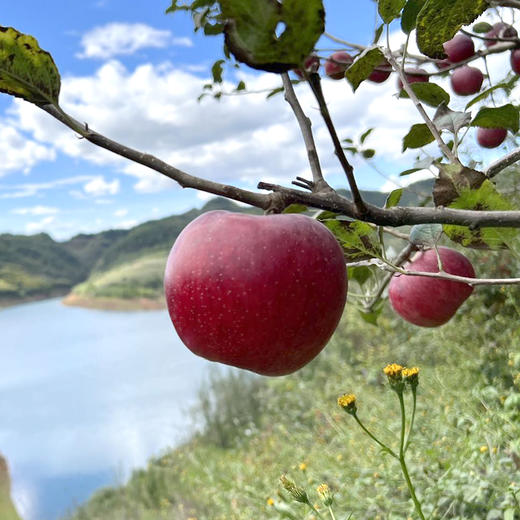 云南昭通苹果礼盒装4.2斤 商品图3