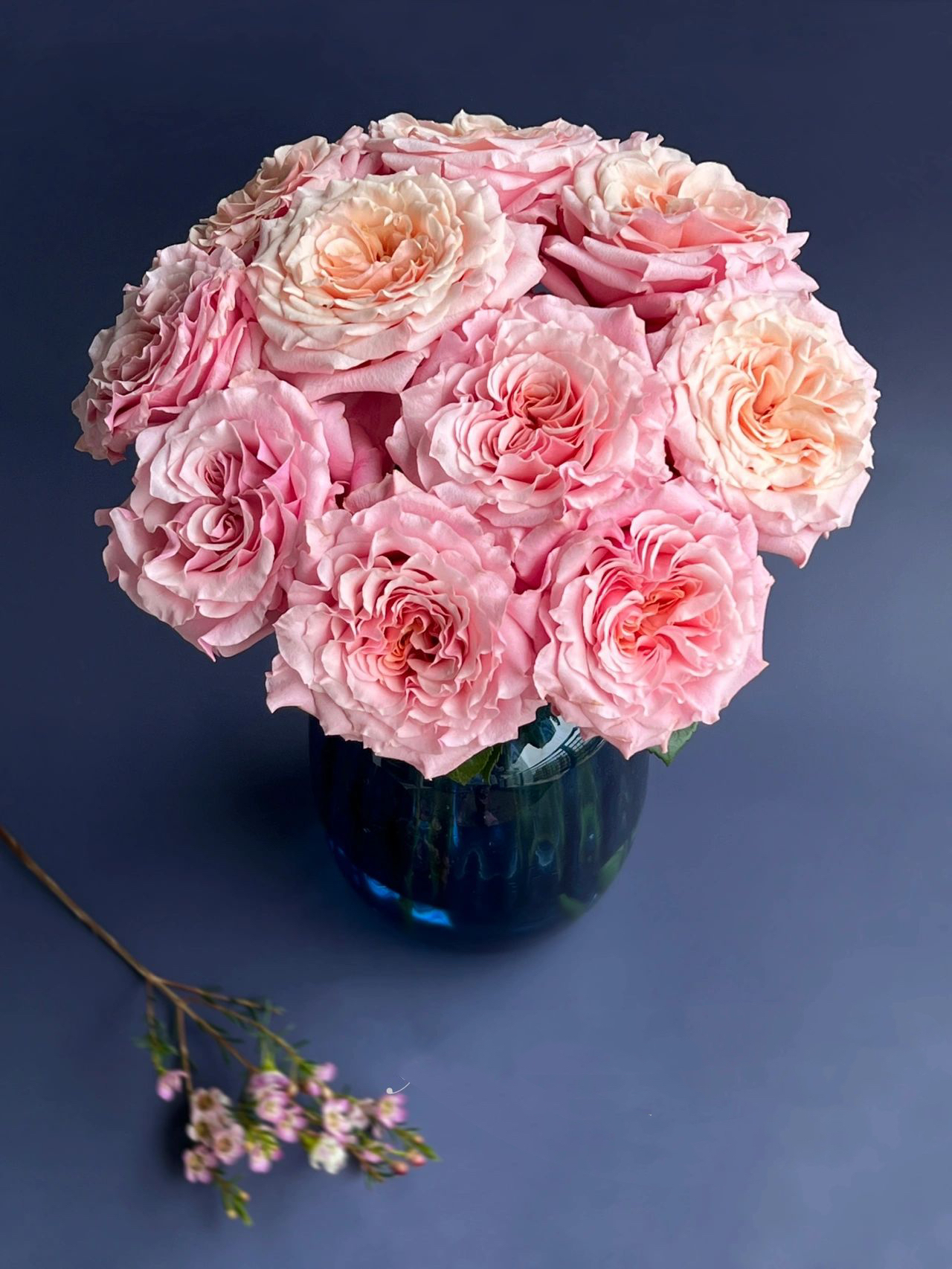 他们在预售浪漫】简小姐精选橘粉色 稀有玫瑰桃梅拉 2件包邮 下单7天