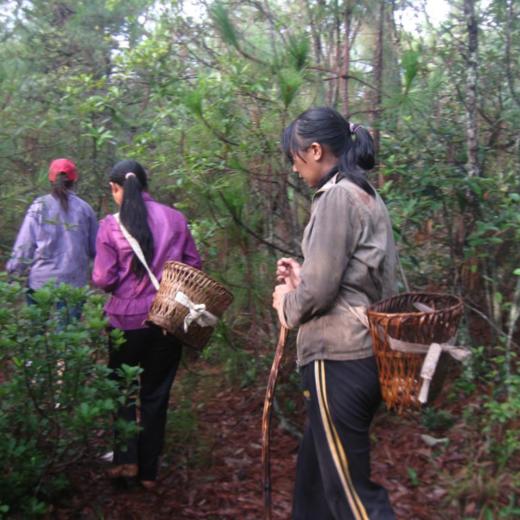 云南野生菌干 | 合作农友生产，产自云南楚雄永仁，生产者：康丽 *【公平贸易农人定价】 商品图5