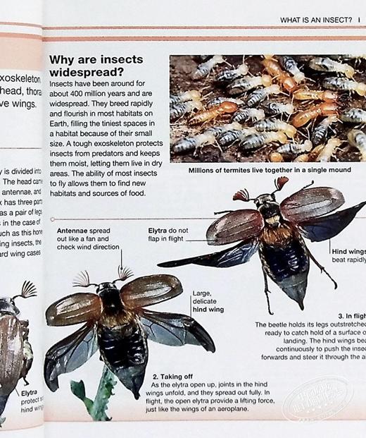 【中商原版】DK目击者口袋系列 昆虫	Pocket Eyewitness Insects	DK 英文原版 昆虫百科 商品图9