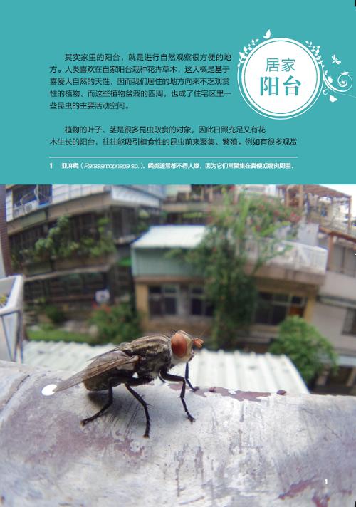 都市昆虫记(自然观察丛书) 商品图6