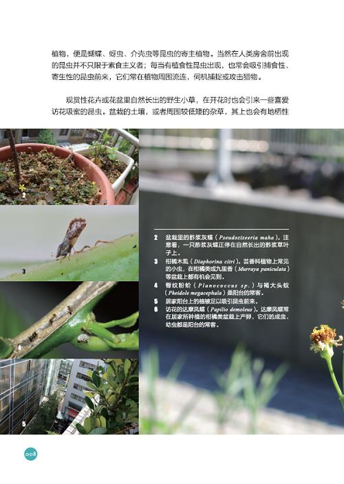 都市昆虫记(自然观察丛书) 商品图7