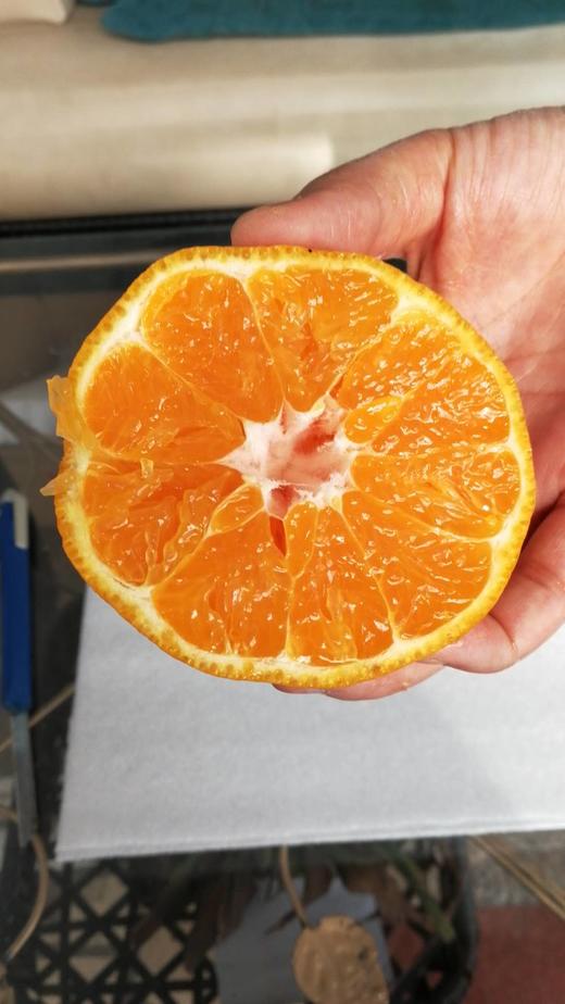 云南不知火丑橘 商品图2