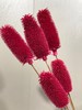 【干花】拉毛果 5枝 多色可选 商品缩略图2
