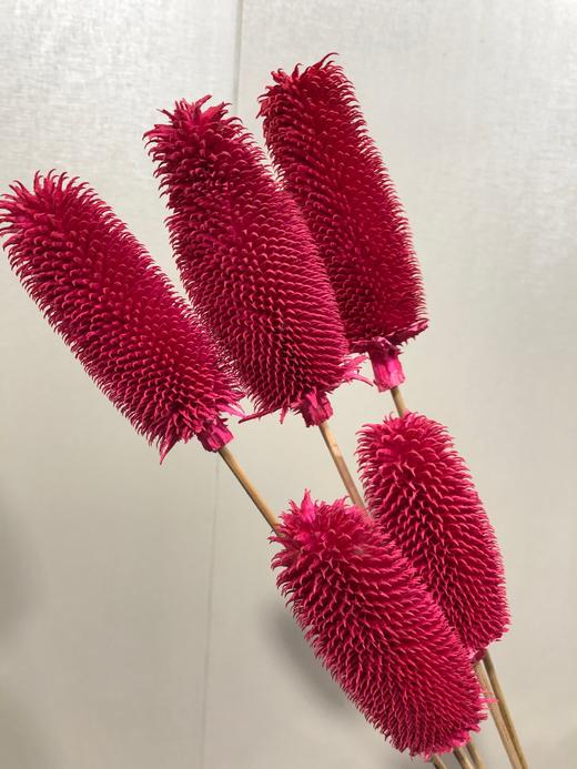 【干花】拉毛果 5枝 多色可选 商品图2