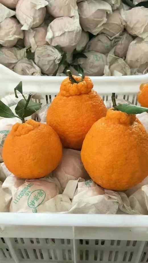 云南不知火丑橘 商品图0