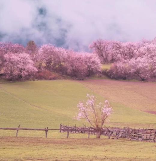 【西藏·林芝 | 花花世界】藏地江南，陌上花开9天8晚赏花之旅 商品图1