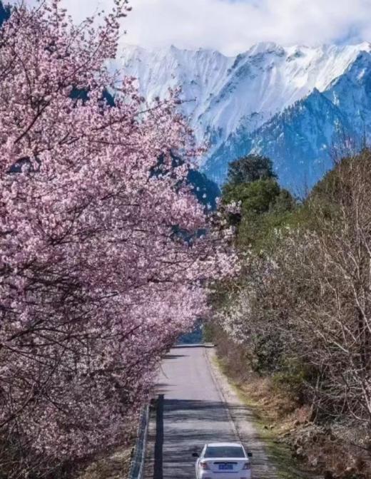 【西藏·林芝 | 花花世界】藏地江南，陌上花开9天8晚赏花之旅 商品图4
