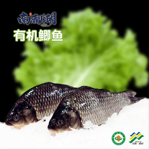 南都湖有机鲫鱼（去腮、鳞、内脏）500g/袋（2-3条）*5份 商品图1