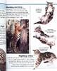 【中商原版】DK目击者口袋系列 猫 Pocket Eyewitness Cats 英文原版 DK百科 动物科普 猫科 商品缩略图8