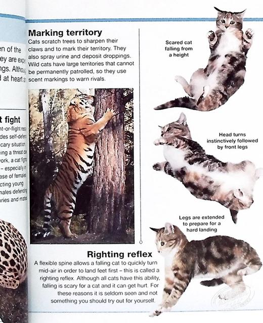 【中商原版】DK目击者口袋系列 猫 Pocket Eyewitness Cats 英文原版 DK百科 动物科普 猫科 商品图8