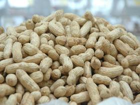 散称带壳熟花生12元/斤，2斤起售