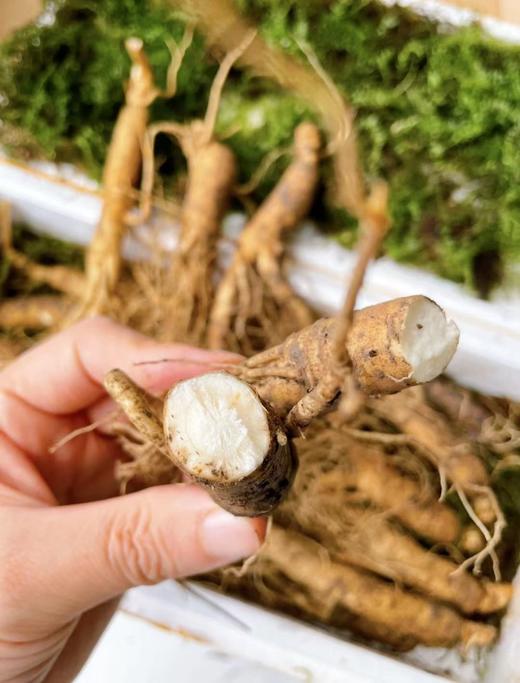 森小子 长白山5年新鲜园参 商品图8