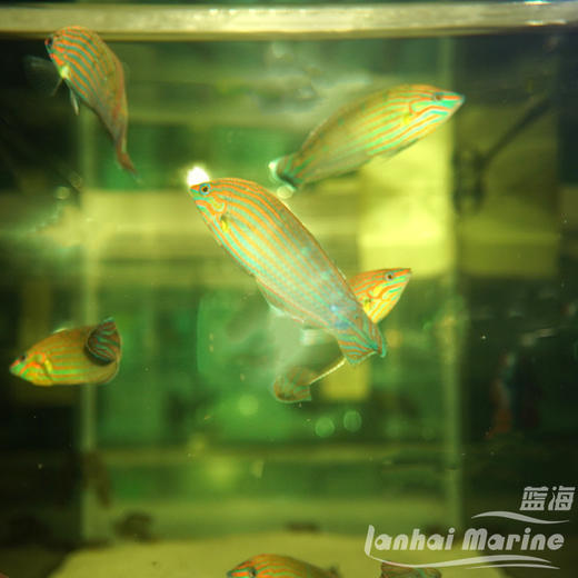 八线龙 公（除蚓螺） 商品图5