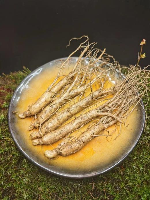 森小子 长白山5年新鲜园参 商品图3