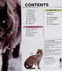 【中商原版】DK目击者口袋系列 猫 Pocket Eyewitness Cats 英文原版 DK百科 动物科普 猫科 商品缩略图5