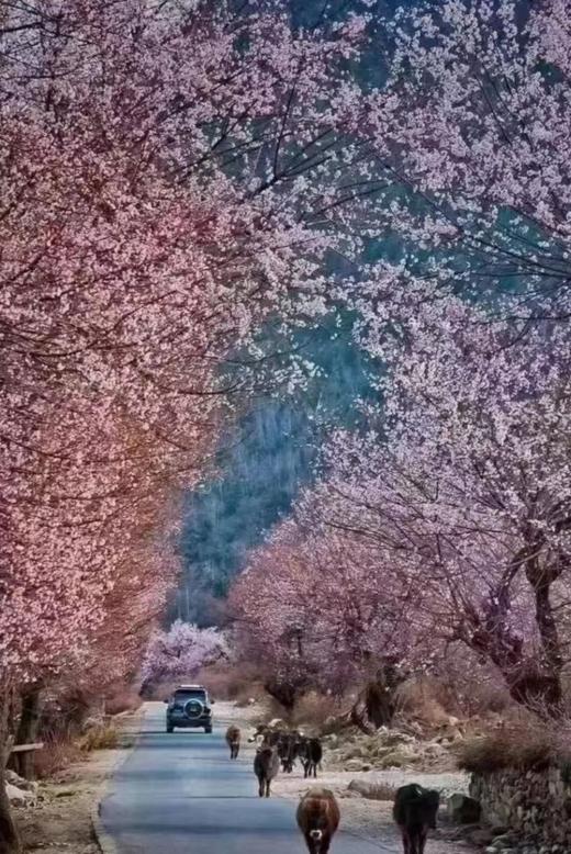 【西藏·林芝 | 花花世界】藏地江南，陌上花开9天8晚赏花之旅 商品图5