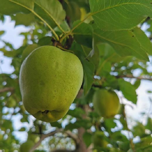 新鲜水果 天山酥梨5斤装 商品图0