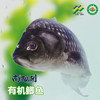 南都湖有机鲫鱼（去腮、鳞、内脏）500g/袋（2-3条）*5份 商品缩略图0
