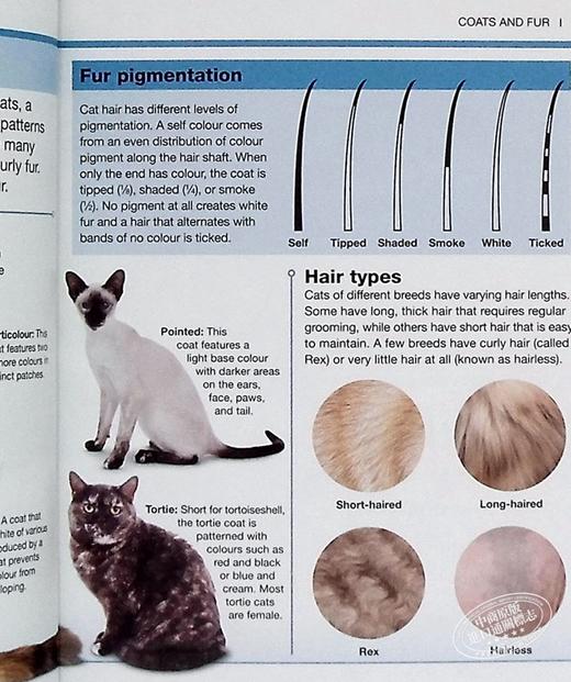 【中商原版】DK目击者口袋系列 猫 Pocket Eyewitness Cats 英文原版 DK百科 动物科普 猫科 商品图6