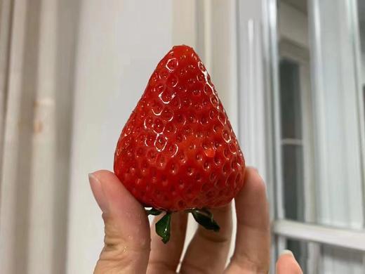丹东红颜草莓（11-15粒，约300克） 商品图3