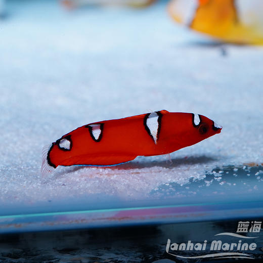 白点红龙 幼鱼 商品图2